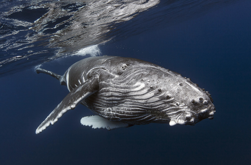 Illustration for article titled Estos son algunos de los candidatos a mejor foto de naturaleza del año